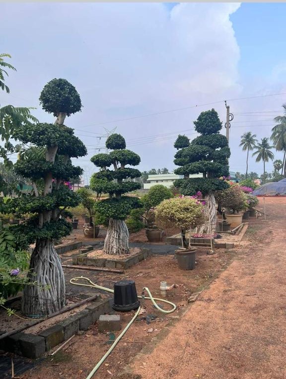 Topiary plants by Total Green Solutions — photo 3